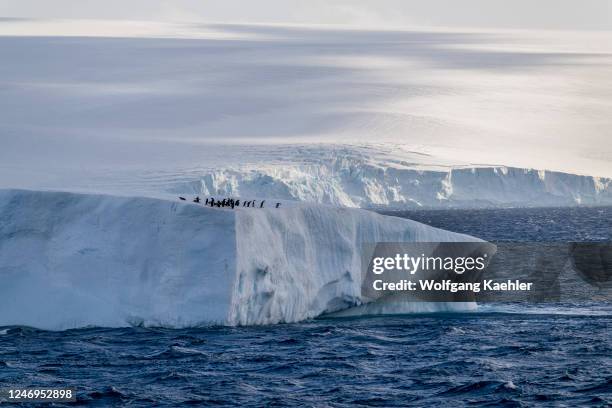 View of a tabular iceberg with Adelie penguins on top near Paulet Island in the Weddell Sea, near the tip of the Antarctic Peninsula, Antarctica.