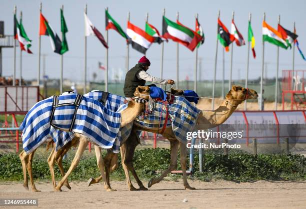 Cama Racing Club Kuwait Camel Racing Club Photos and Premium High Res Pictures - Getty ...