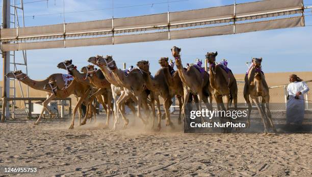 Cama Racing Club Kuwait Camel Club Photos and Premium High Res Pictures - Getty Images