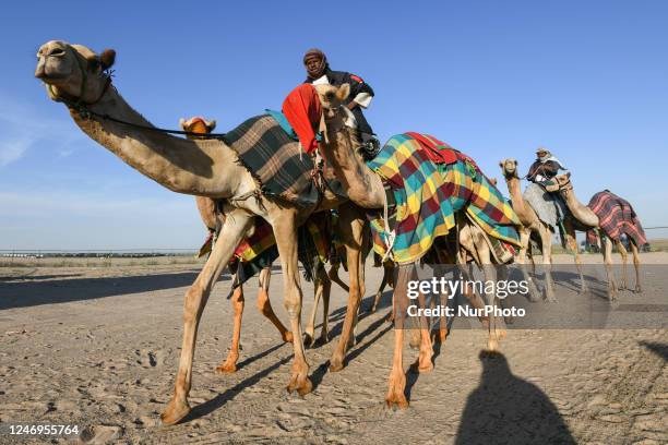 Cama Racing Club Kuwait Camel Racing Club Photos and Premium High Res Pictures - Getty ...
