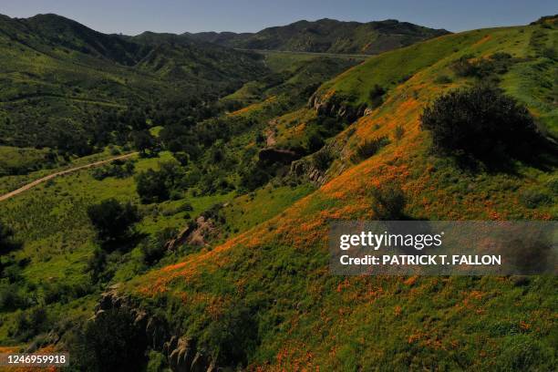 An aerial image taken on February 8, 2023 shows wildflowers and California poppy flowers on a green hillside following recent rains in Anaheim Hills,...