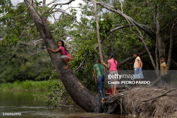 Siekopai indigenous girl climbs a tree by the Aguarico river during the second binational meeting of the Siekopai Nation community in the Amazon...