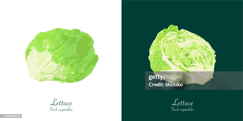 Lettuce from background of white and dark green