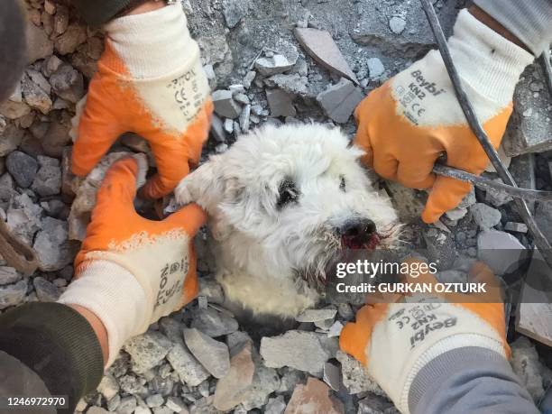Rescuers extract a dog named Pamuk from the rubbles of a collapsed building in Hatay on February 9 three days after a massive earthquake. - The death...