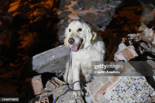 Poyraz the rescue dog contributes to search and rescue efforts with its trainers Dersim Bulut and Niyazi Ozbek Following 7.7 and 7.6 magnitude...