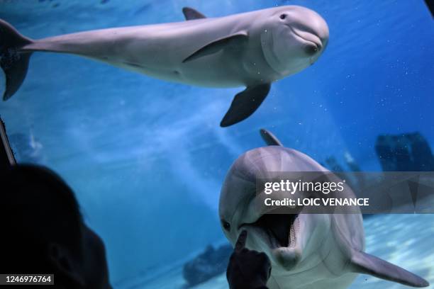 Dolphin swims with a baby dolphin in a pool of the Planete Sauvage zoologic park in Saint-Père-en-Retz, western France on February 9, 2023.