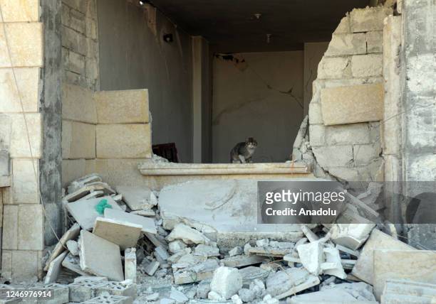Cat sits inside a collapsed building as search and rescue works continue in Jindires town in northern Syria's Afrin District of the Aleppo following...