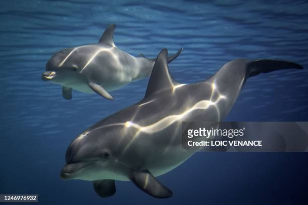 Dolphin swims with a baby dolphin in a pool of the Planete Sauvage zoologic park in Saint-Père-en-Retz, western France on February 9, 2023.