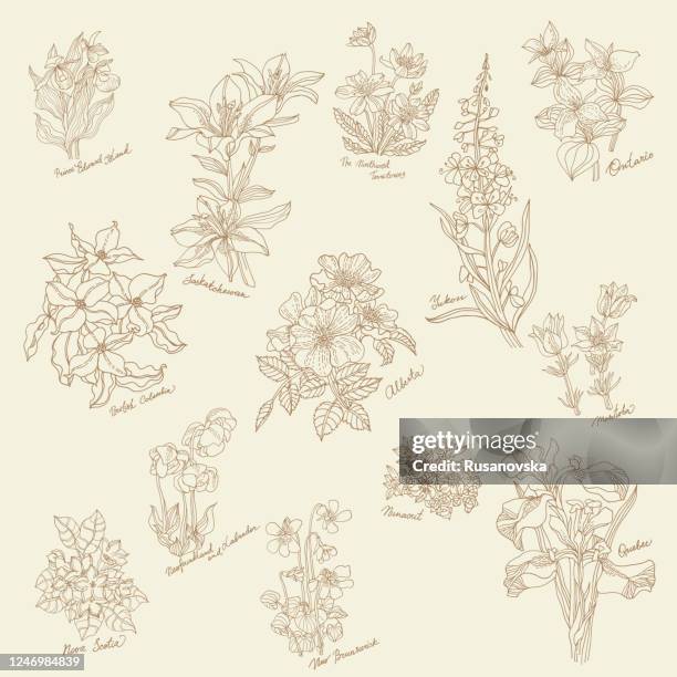 flowers of the canadian provinces and territories - crocus stock illustrations