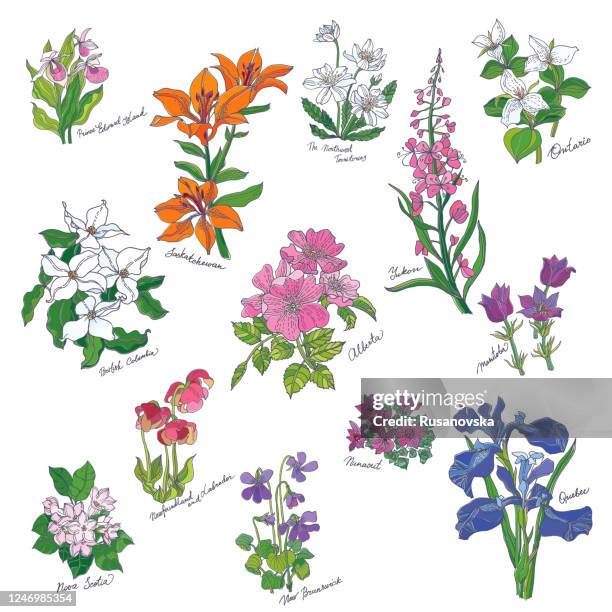 flowers of the canadian provinces and territories - wild rose stock illustrations