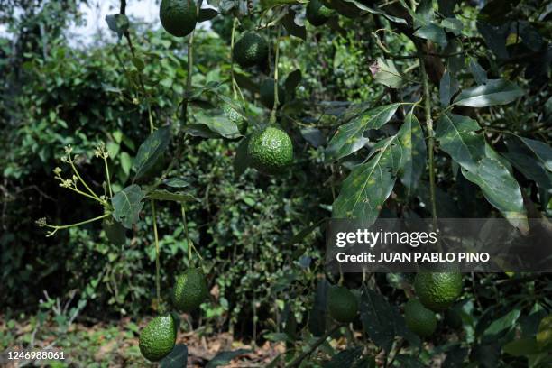 Avocados grow on a tree at a plantation in Armenia, Quindío Department, Colombia, on February 9, 2023. - Far from the guacamole that seduces palates...