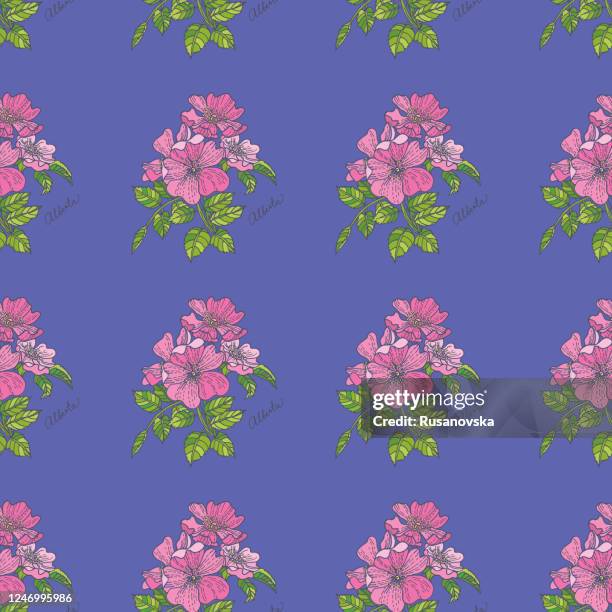 alberta. flowers of the canadian provinces and territories - wild rose stock illustrations