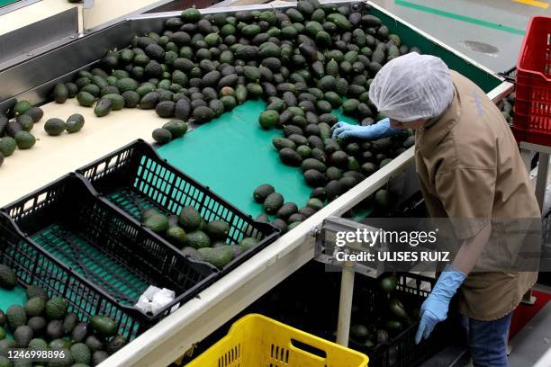 Workers pack avocados for export at the Los Cerritos avocado group ranch in Ciudad Guzman, state of Jalisco, Mexico, February 10, 2023. - Mexico's...
