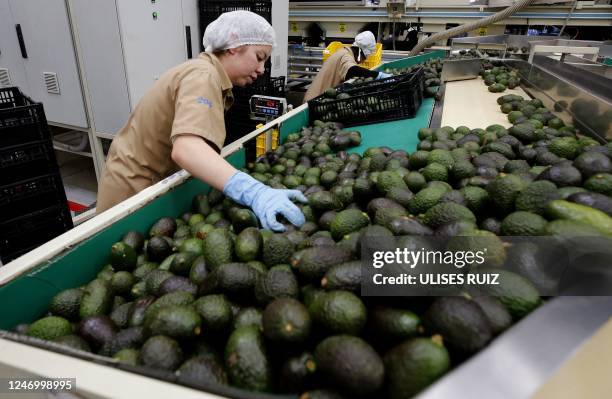 View of avocados packed for export at the Los Cerritos avocado group ranch in Ciudad Guzman, state of Jalisco, Mexico, February 10, 2023. - Mexico's...