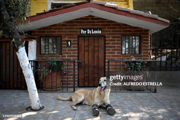 Pay de Limon" , a dog that had its front legs cut off by the drug trafficking group Los Zetas some 10 years ago, rests at "Milagros Caninos", the...