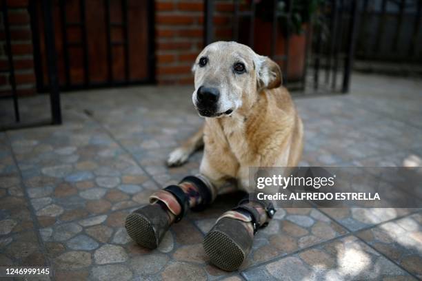 "Pay de Limon" , a dog that had its front legs cut off by the drug trafficking group Los Zetas some 10 years ago, rests at "Milagros Caninos", the...