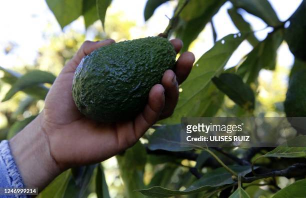 Farmer holds an avocado at a plantation in the Los Cerritos avocado group ranch in Ciudad Guzman, state of Jalisco, Mexico, February 10, 2023. -...