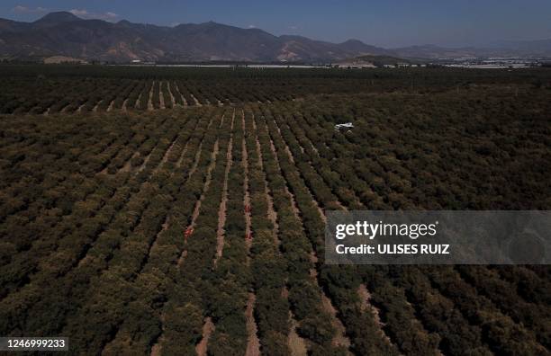 Aerial view of an avocado plantation plantation at the Los Cerritos avocado group ranch in Ciudad Guzman, state of Jalisco, Mexico, February 10,...