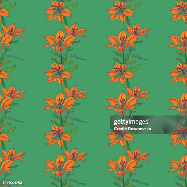 illustrazioni stock, clip art, cartoni animati e icone di tendenza di saskatchewan. fiori delle province e dei territori canadesi - tiger lily flower