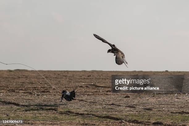 February 2023, Egypt, Borg El-Arab: A falcon dives down to prey on a pigeon held by his owner during Horus race for birds of prey, organized by Egypt...