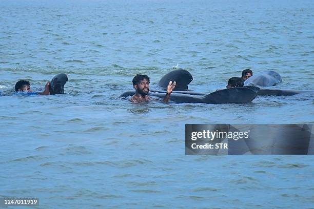 Sri Lanka's Navy soldiers and fishermen try to push back 11 stranded pilot whales into the deep water in the northwestern coast of Kudawa on February...