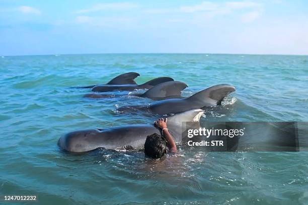 Sri Lankan fisherman tries to push back stranded pilot whales into the deep water in the northwestern coast of Kudawa on February 11, 2023. - Eleven...