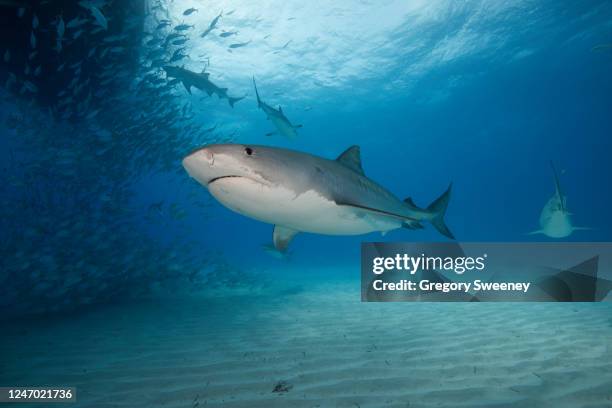 tiger shark with school of fish - tiger shark fotografías e imágenes de stock