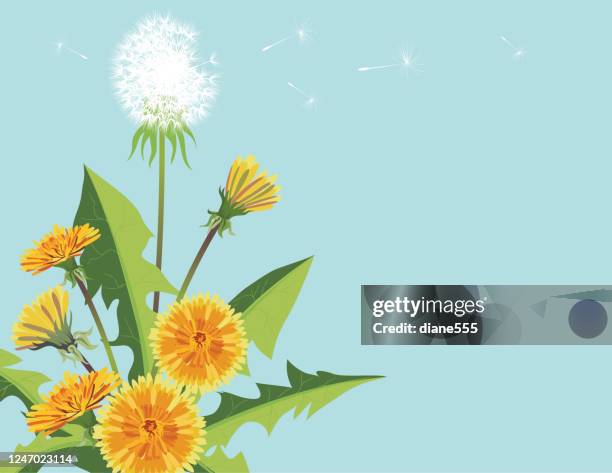 dandelion background - dandelion drawing stock illustrations