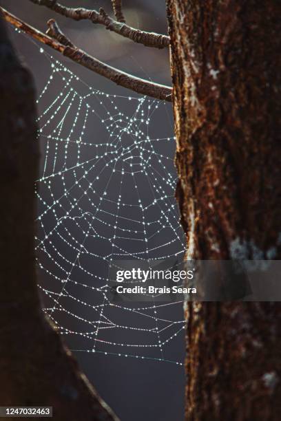 spider web with rain drops - caught in rain stock pictures, royalty-free photos & images