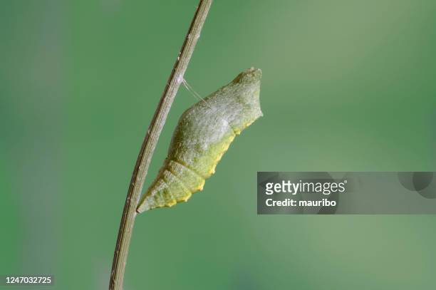 swallowtail chrysalis (papilio machaon) - old world swallowtail stock pictures, royalty-free photos & images