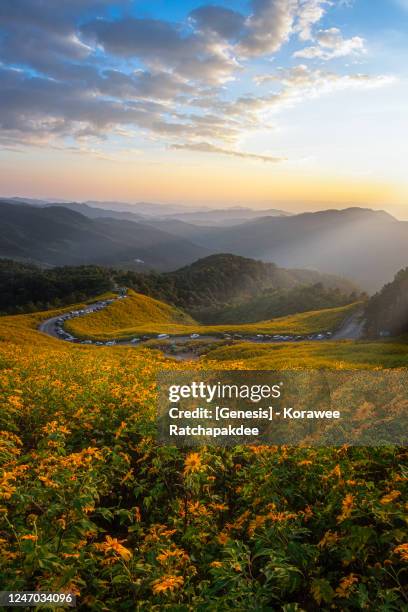mexican sunflowers in the sunset time - mae hong son provinz stock-fotos und bilder