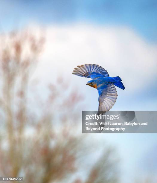 blue wings and blue sky at exton park, pennsylvania - songbird flying stock pictures, royalty-free photos & images