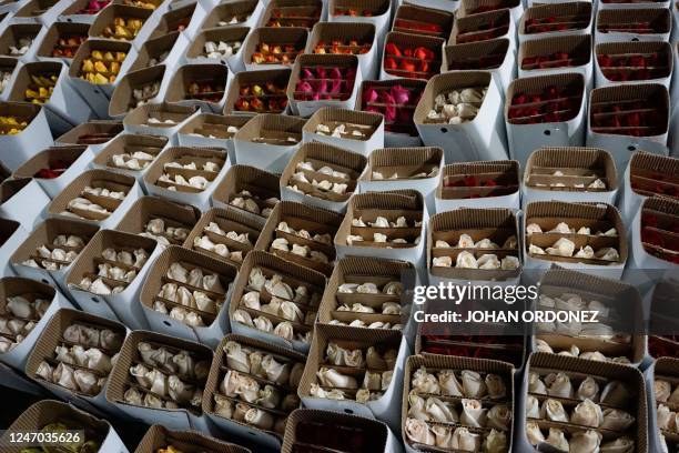 View of roses prepared for export at the Rosas Maya Kotzij Cooperative in Loma Alta village, San Juan Sacatepequez, Guatemala, on February 11, 2023....