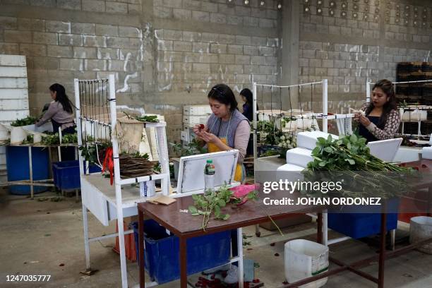 Indigenous women prepare roses for export at the Rosas Maya Kotzij Cooperative in Loma Alta village, San Juan Sacatepequez, Guatemala, on February...