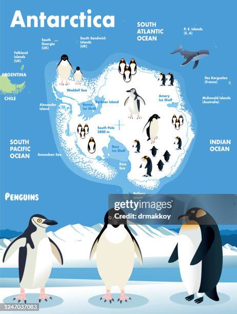 antarctica and penguins - chinstrap penguin stock illustrations