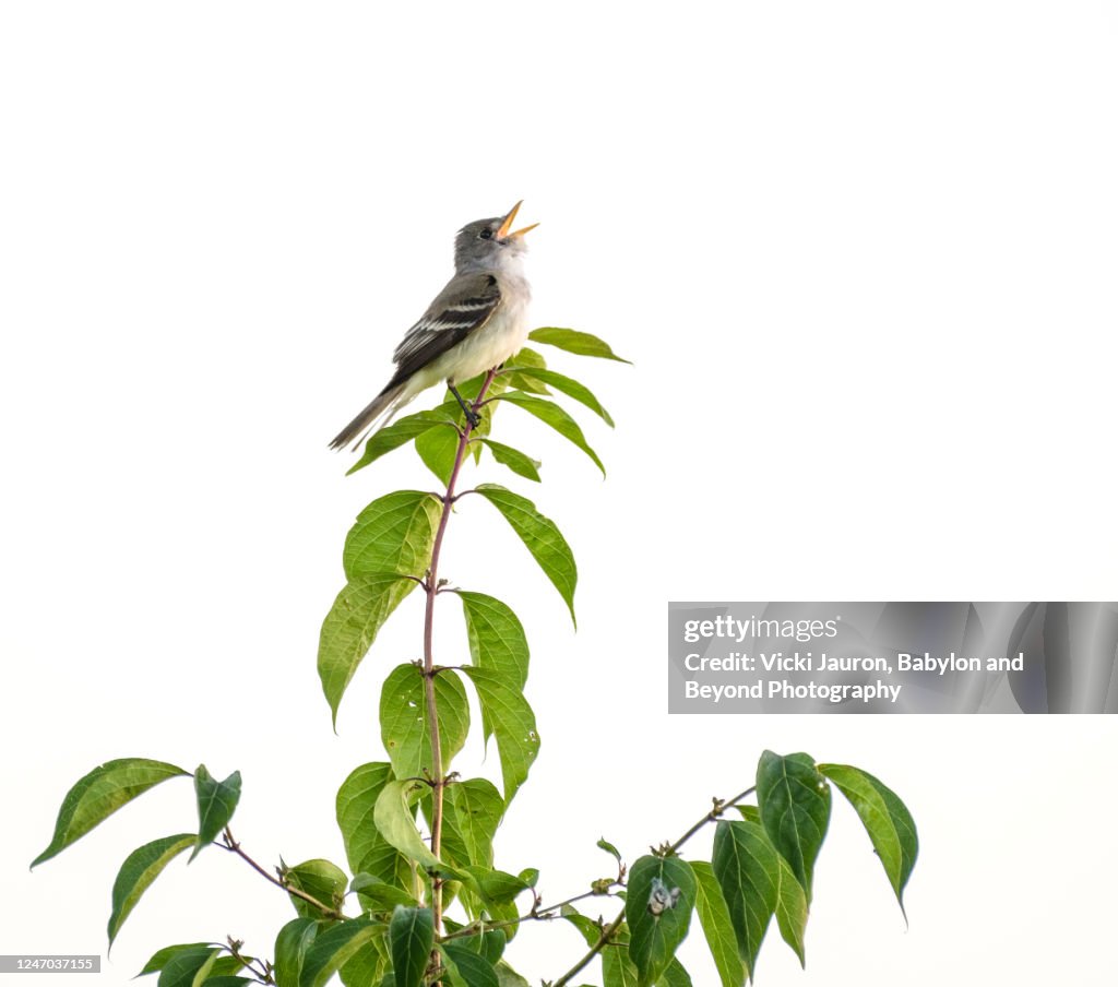 Adorable Acadian Flycatcher Singing in High Key
