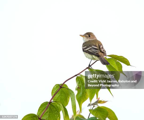adorable acadian flycatcher looking back in high key - flycatcher stock pictures, royalty-free photos & images