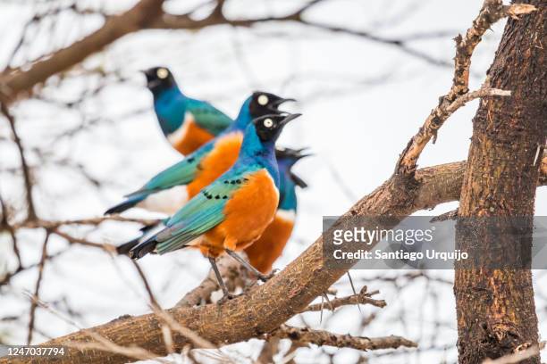 superb starlings perched on a tree - 少数の動物 ストックフォトと画像
