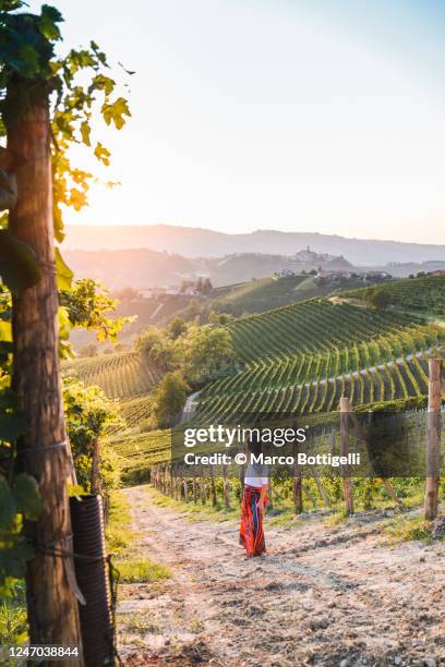 woman admiring the sunset in a vineyard, piedmont, italy - piedmont italy stockfoto's en -beelden