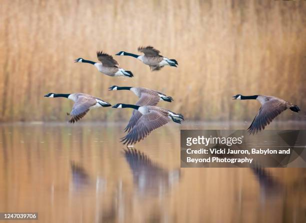 flock of geese in magical flight over golden pond in pennsylvania - water bird stock pictures, royalty-free photos & images