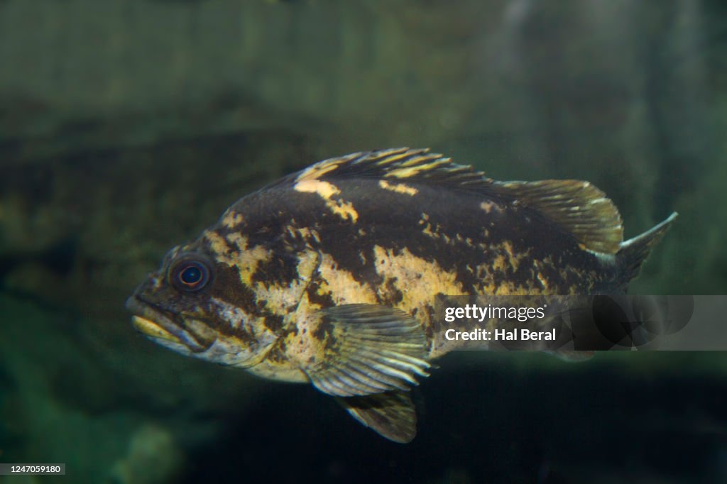 Black-and-Yellow Rockfish