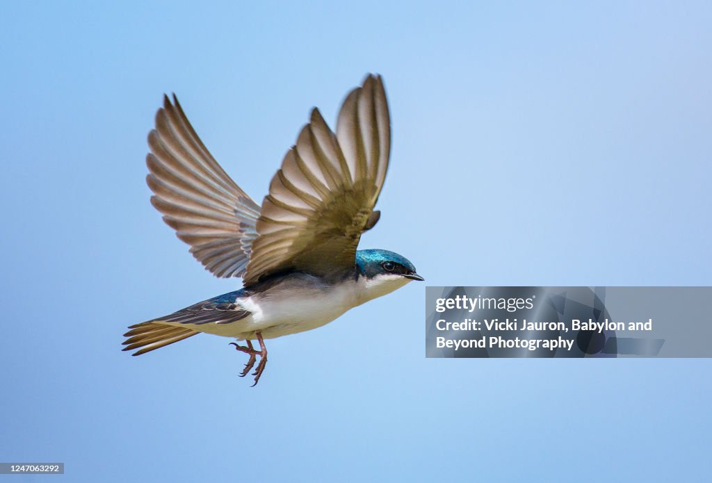 Amazing Close Up of Tree Swallow with Wings Up Against Blue Sky