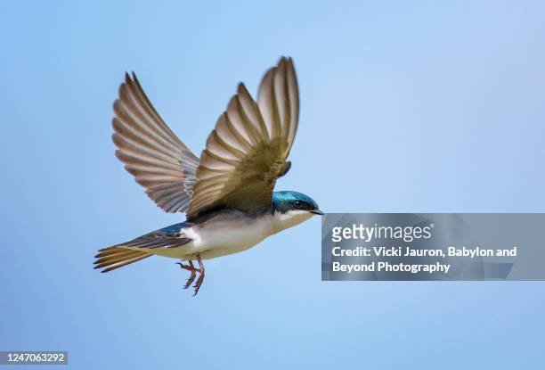 amazing close up of tree swallow with wings up against blue sky - volare foto e immagini stock