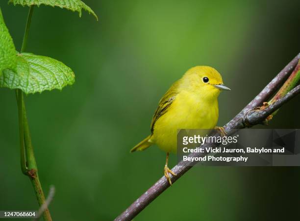 adorable portrait of yellow warbler against lush green background - chipe amarillo fotografías e imágenes de stock