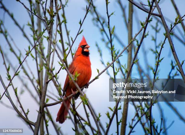 vibrant red cardinal singing against blue background - blue cardinal bird stock-fotos und bilder