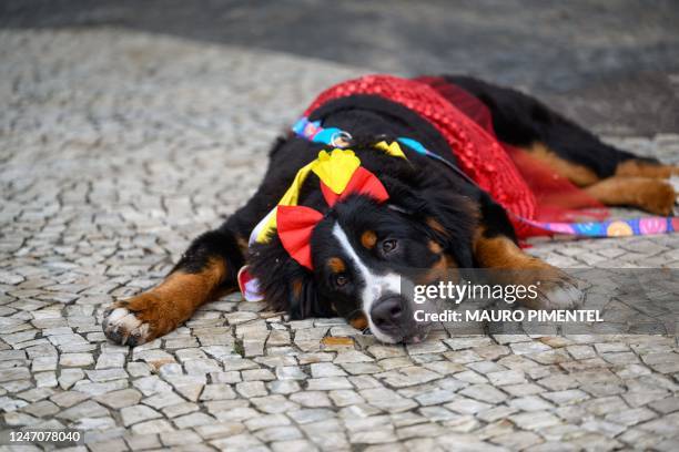 Dog fancy dressed takes part in the carnival dog parade "Blocao", in Copacabana, Rio de Janeiro, Brazil, on February 11, 2023.