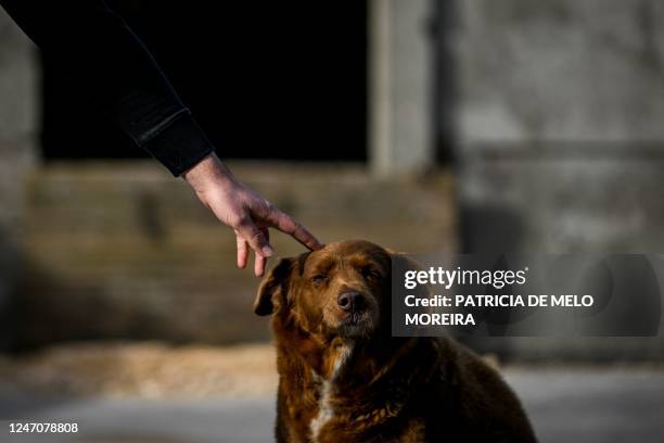 Picture taken on February 12, 2023 shows Bobi, a 30 year-old Portuguese dog that had been declared the world's oldest dog by Guinness World Records,...
