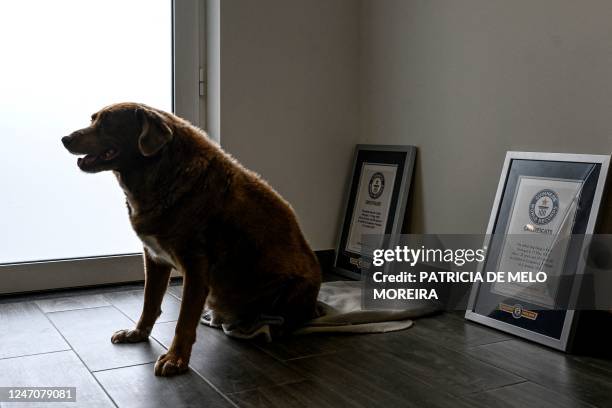 Picture taken on February 12, 2023 shows Bobi, a 30 year-old Portuguese dog that had been declared the world's oldest dog by Guinness World Records,...