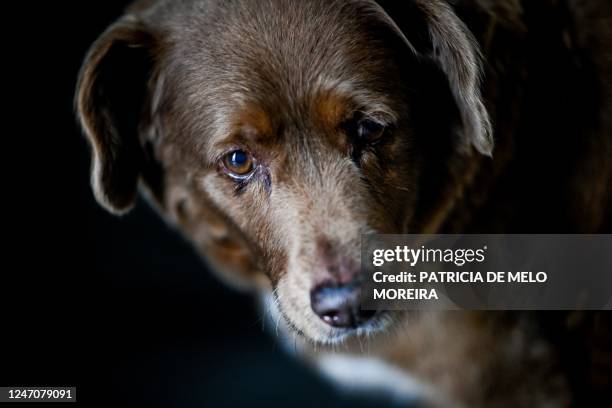 Picture taken on February 12, 2023 shows Bobi, a 30 year-old Portuguese dog that had been declared the world's oldest dog by Guinness World Records,...