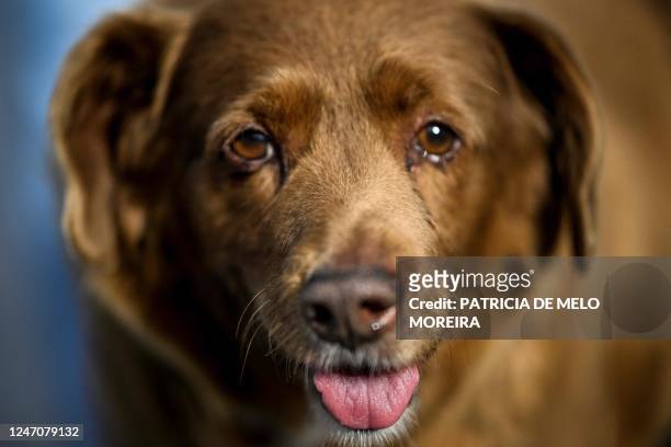 Picture taken on February 12, 2023 shows Bobi, a 30 year-old Portuguese dog that has been declared the world's oldest dog by Guinness World Records,...
